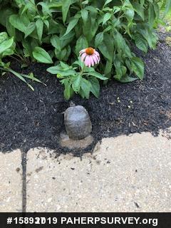 Red-eared Slider