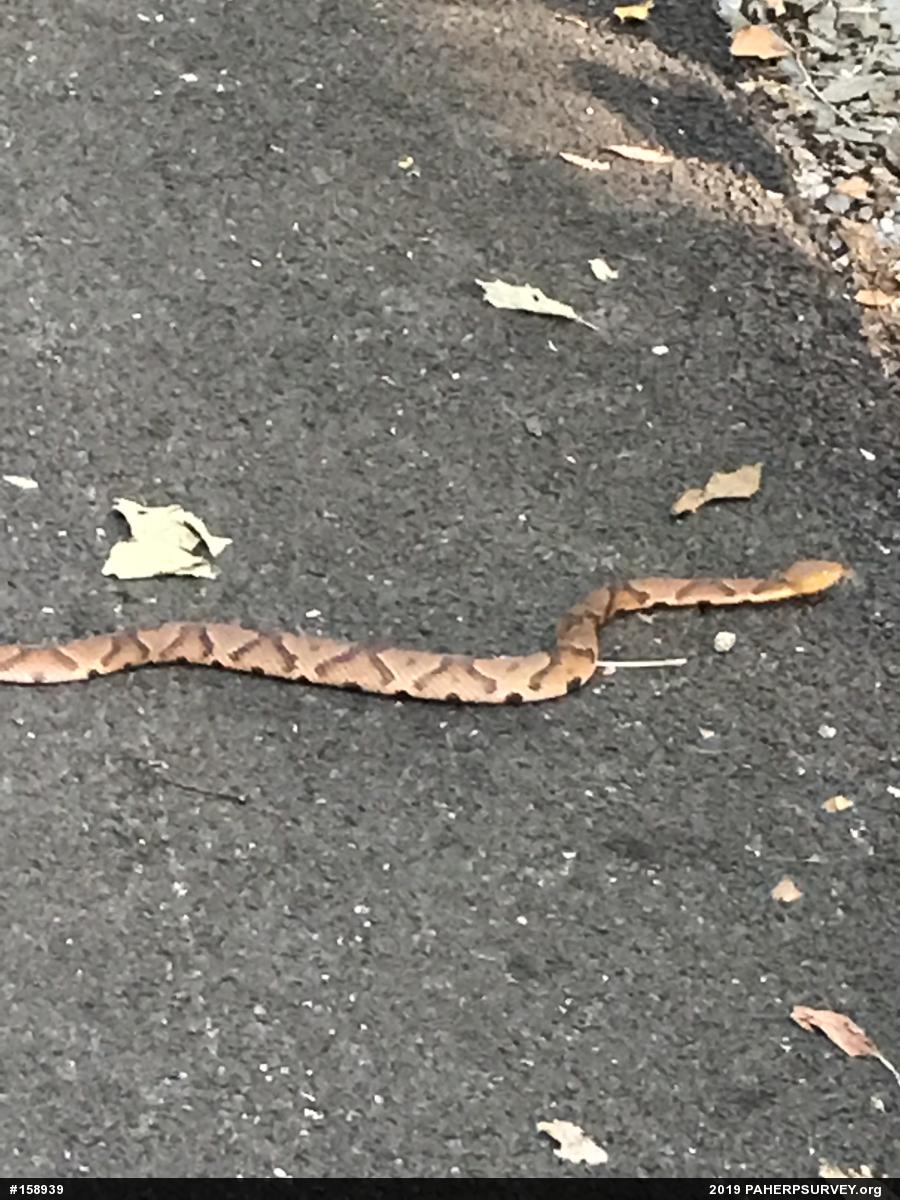 Northern Copperhead