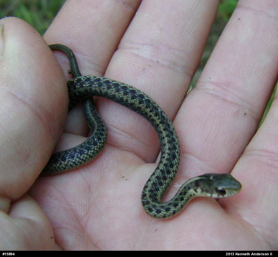 Eastern Gartersnake