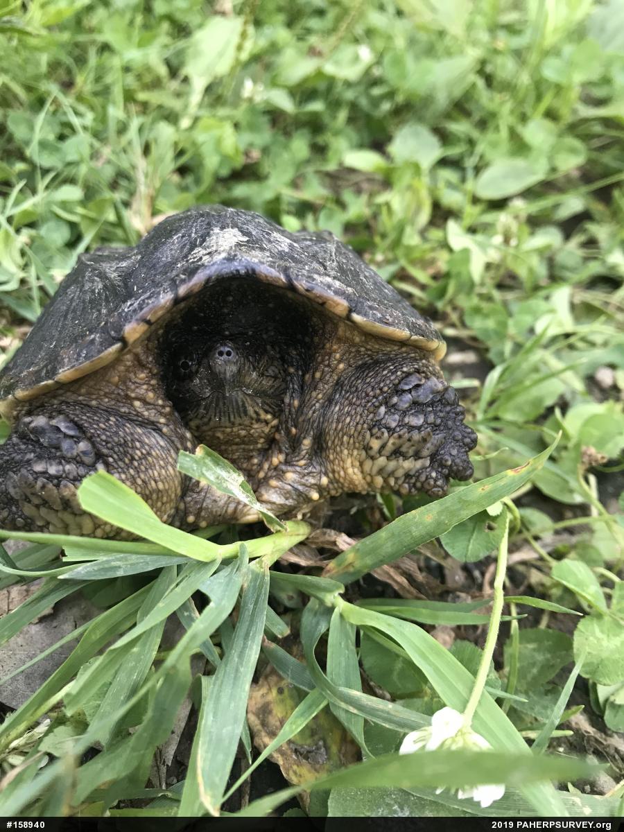 Snapping Turtle