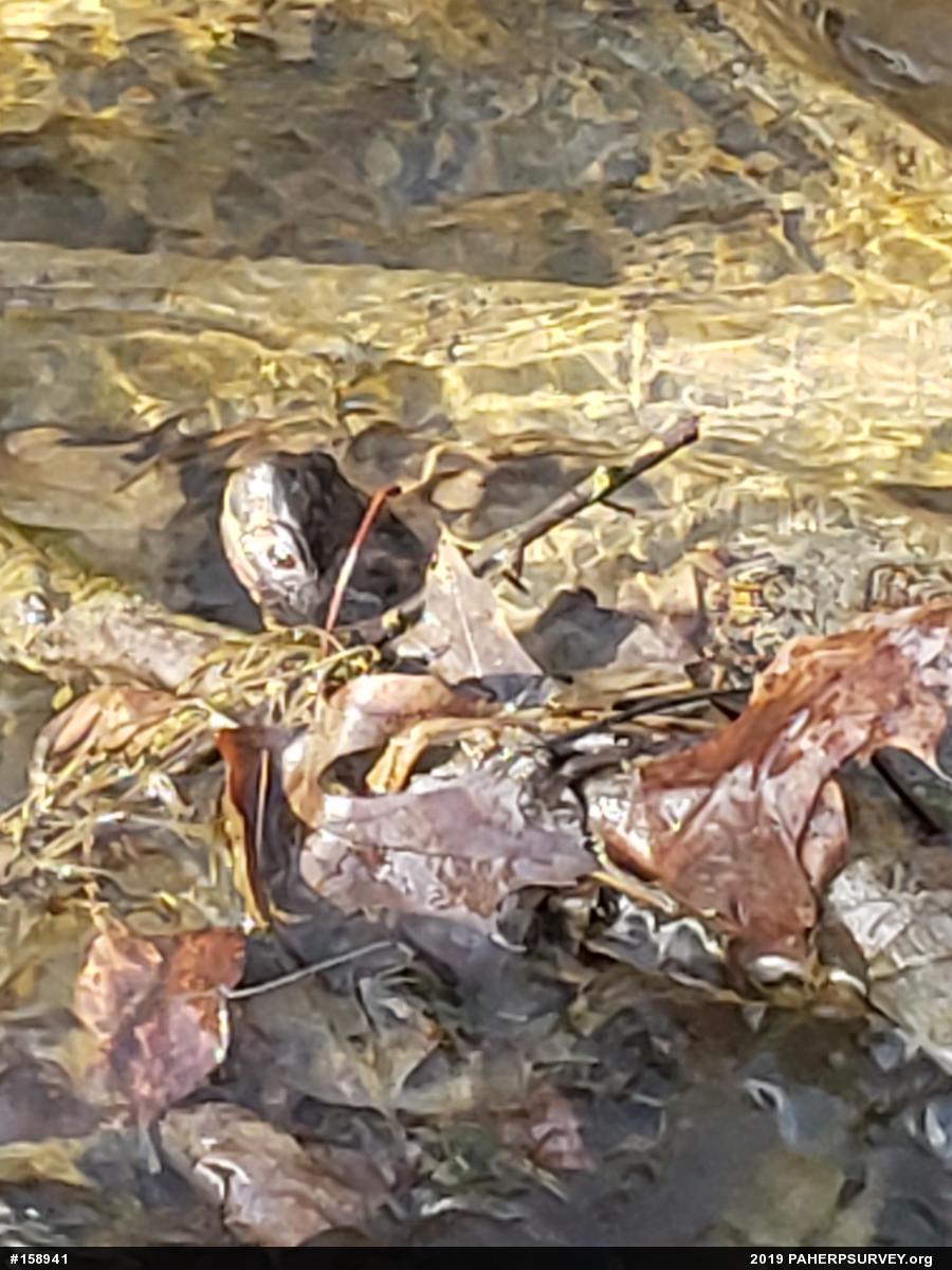Wood Turtle
