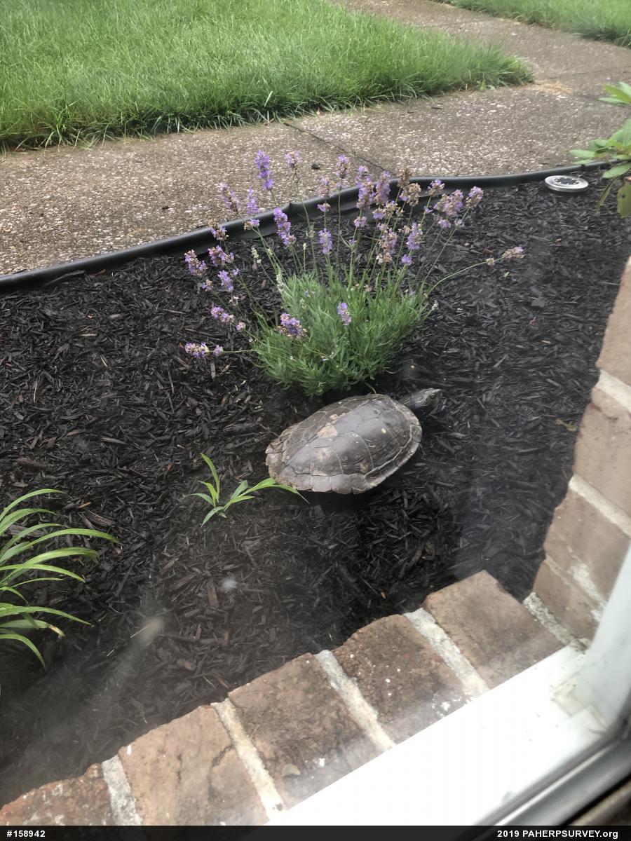 Northern Map Turtle