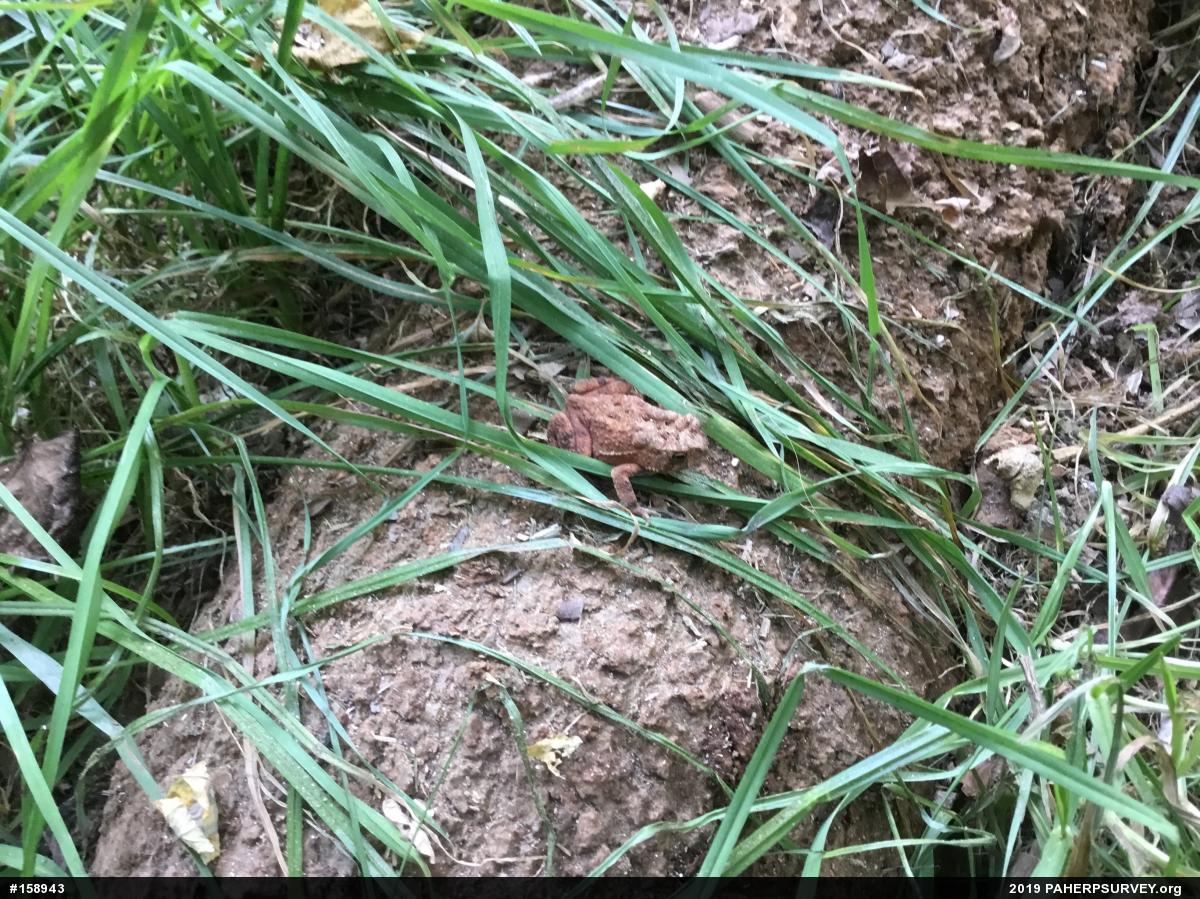Eastern American Toad