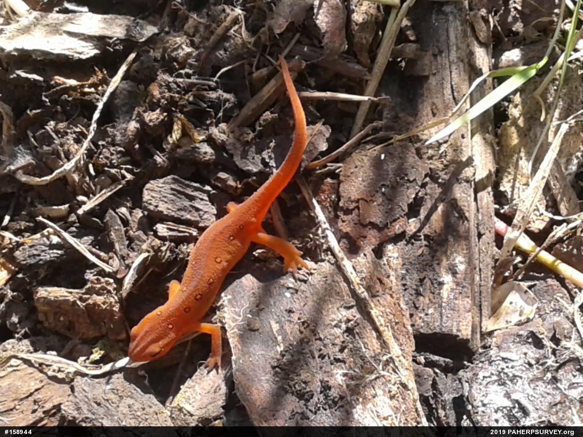 Red-spotted Newt