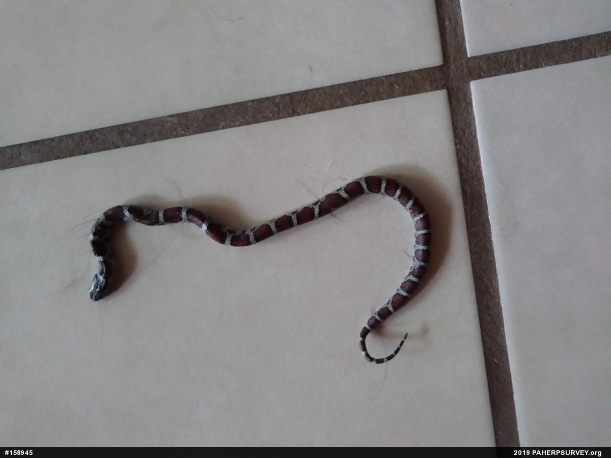 Eastern Milksnake