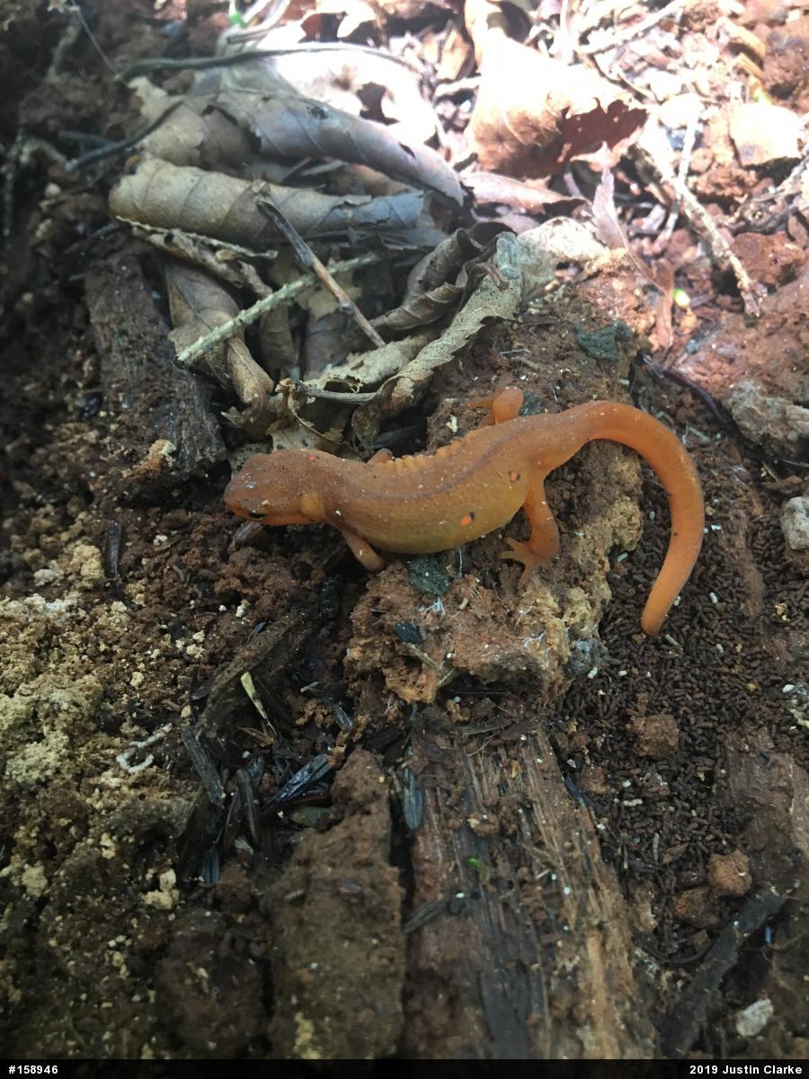 Red-spotted Newt