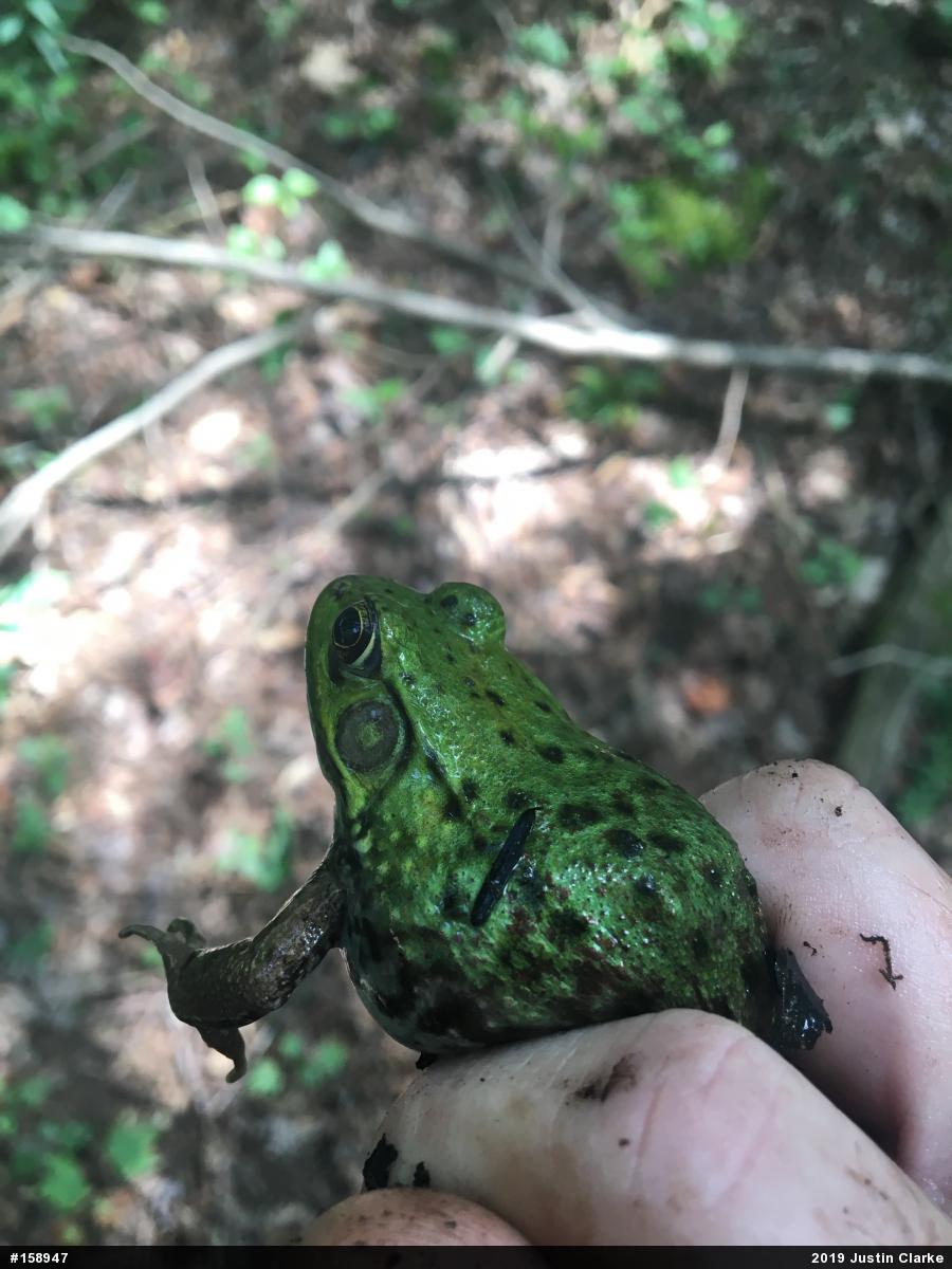 Green Frog