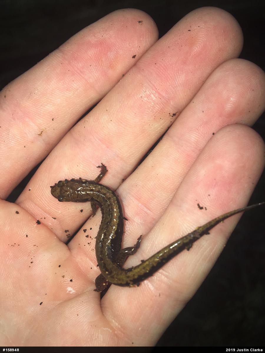 Allegheny Mountain Dusky Salamander