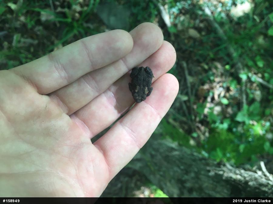 Eastern American Toad