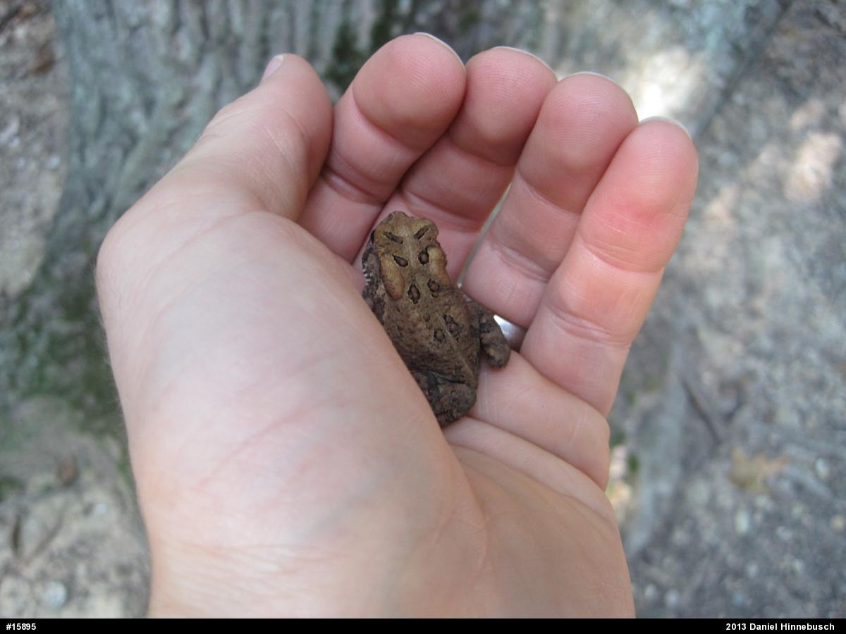 Eastern American Toad