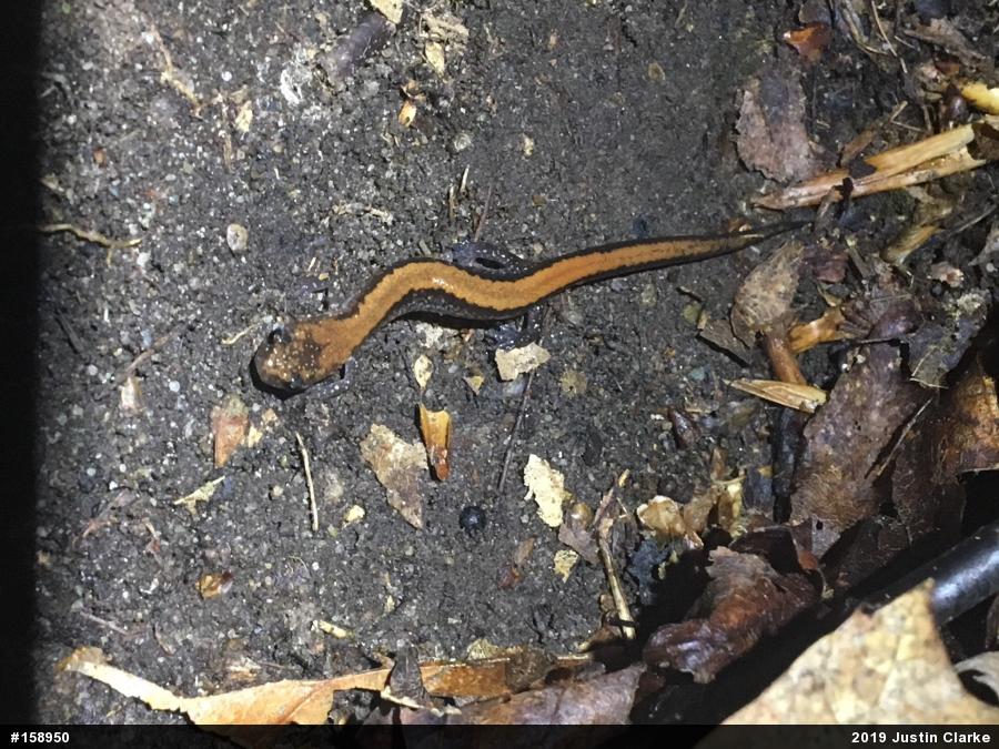 Eastern Red-backed  Salamander