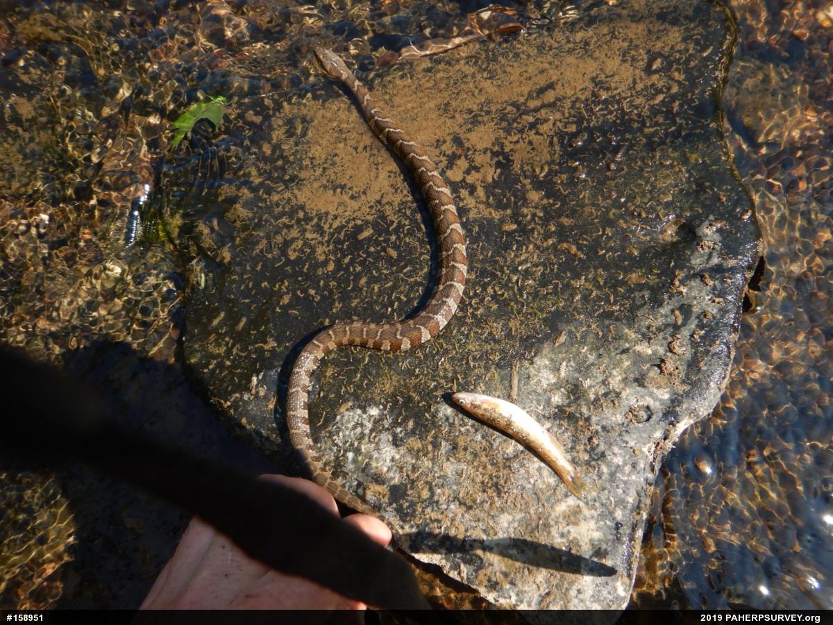 Northern Watersnake