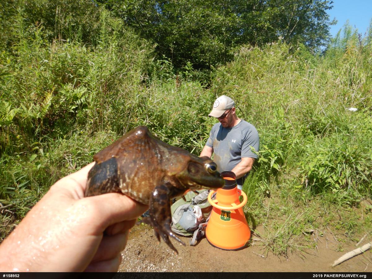 American Bullfrog