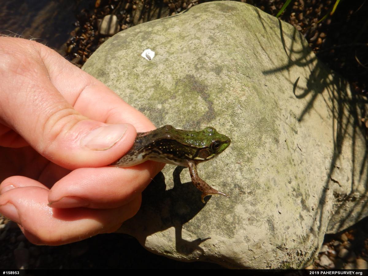 Green Frog