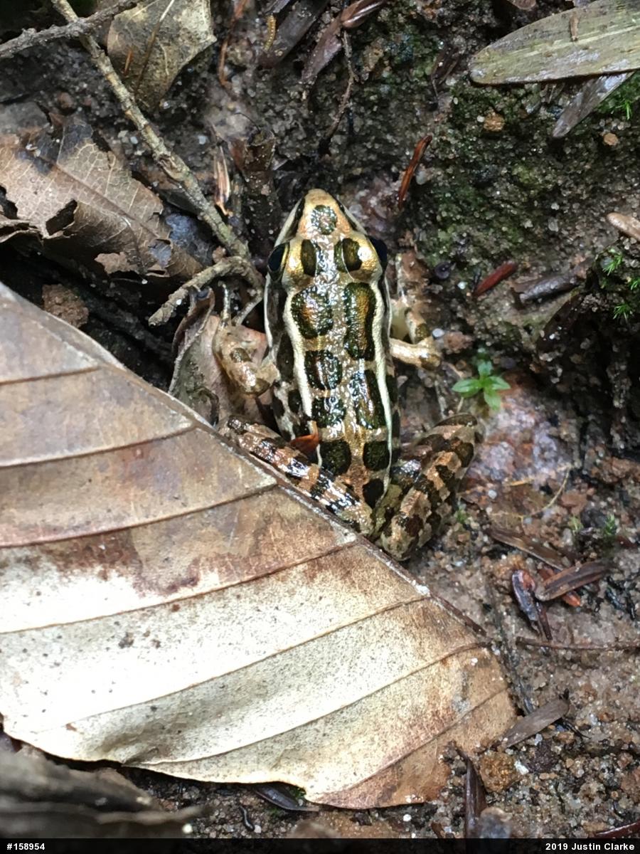 Pickerel Frog