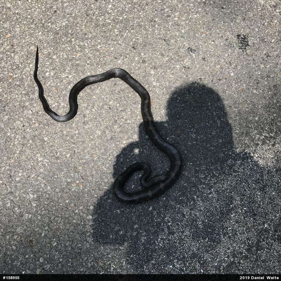 Eastern Ratsnake
