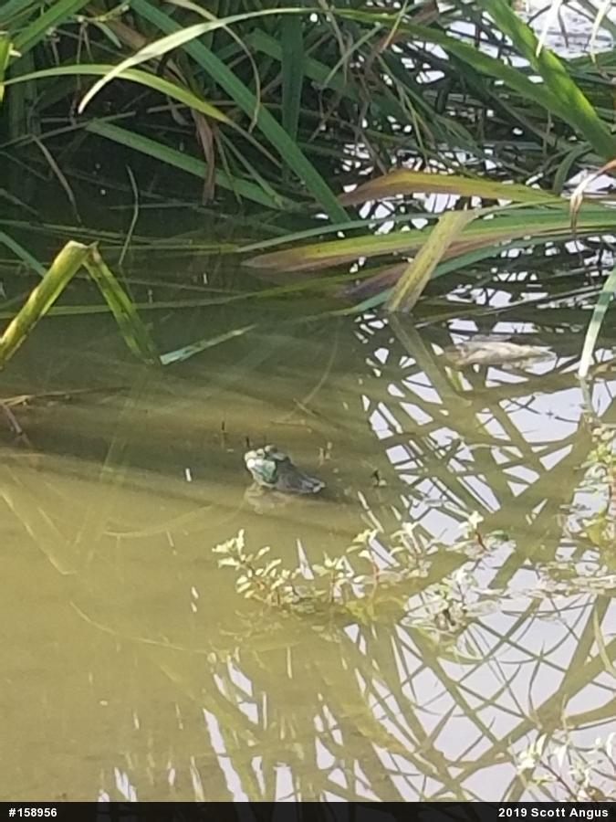 American Bullfrog