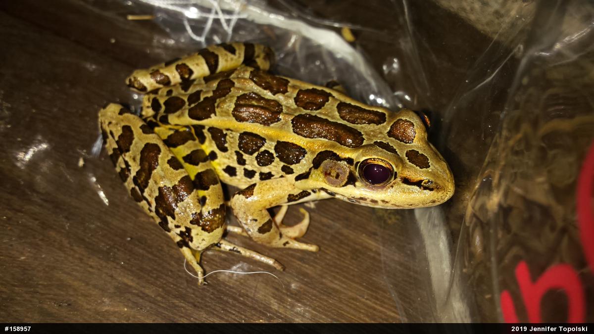 Pickerel Frog