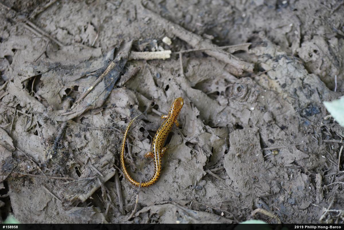 Eastern Long-tailed Salamander