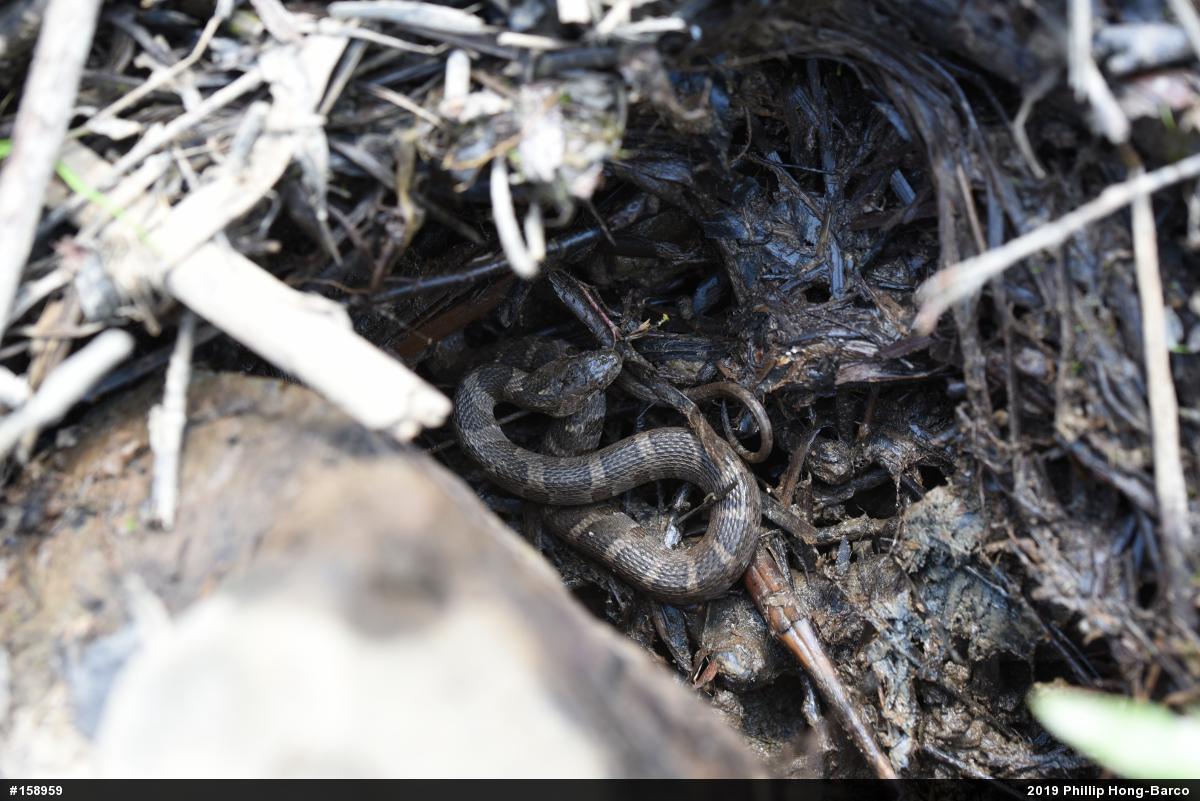 Northern Watersnake