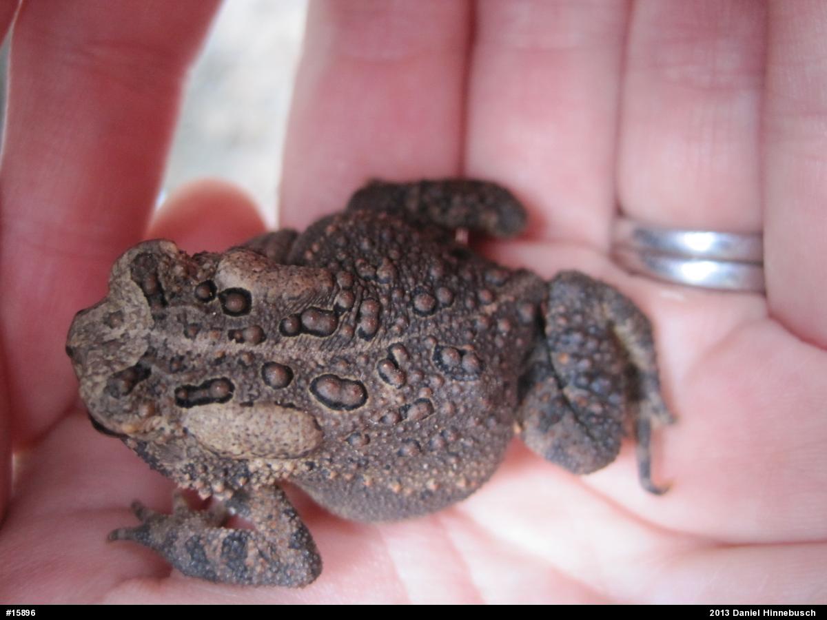 Eastern American Toad