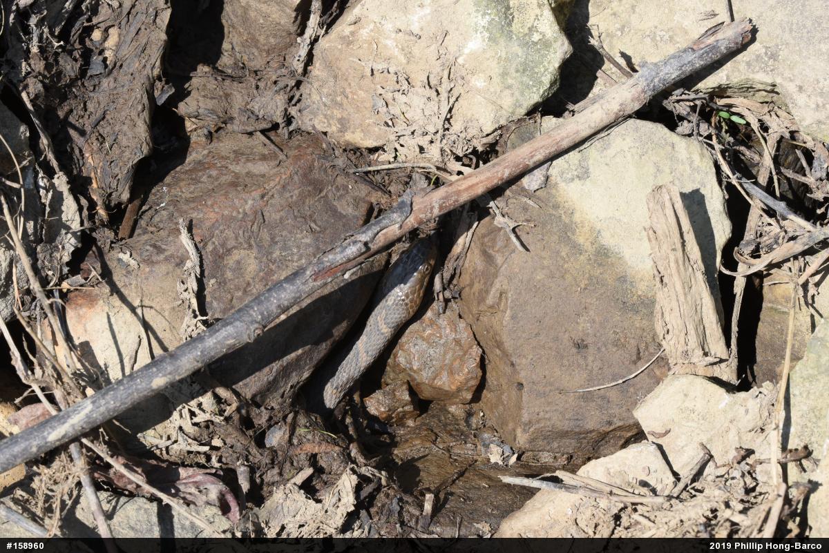 Northern Watersnake