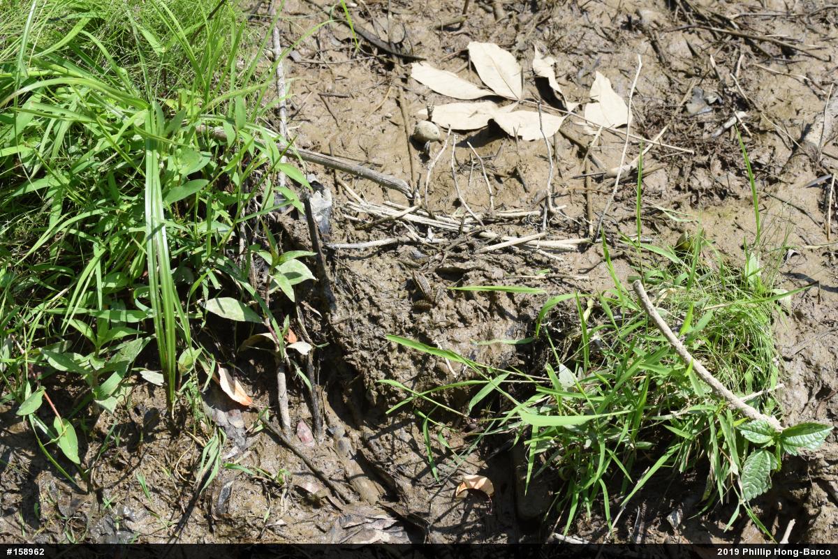 Pickerel Frog