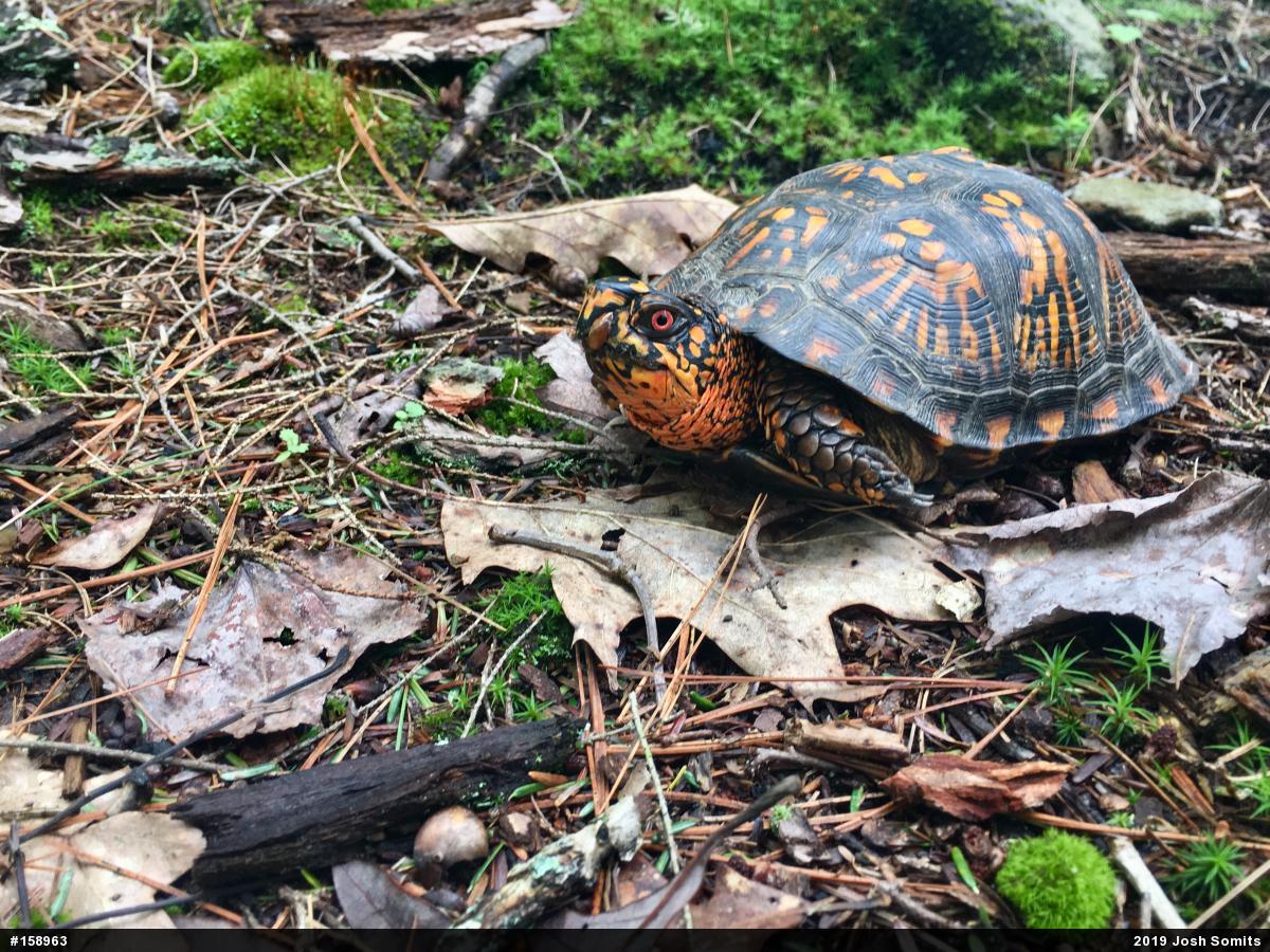 Eastern Box Turtle