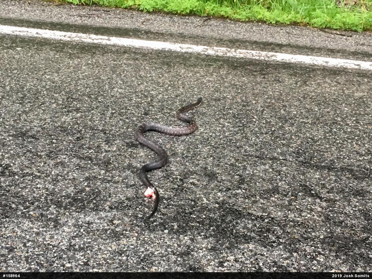 Eastern Ratsnake