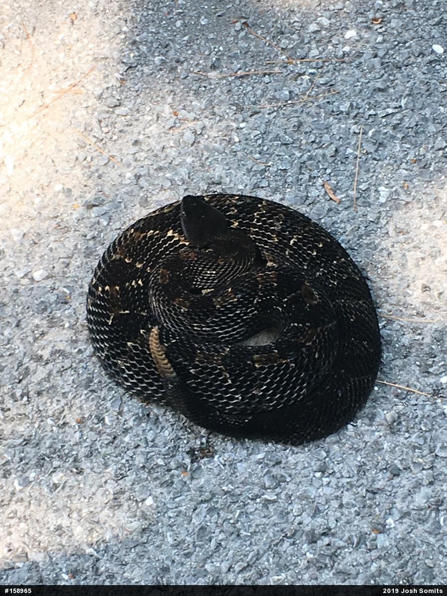 Timber Rattlesnake