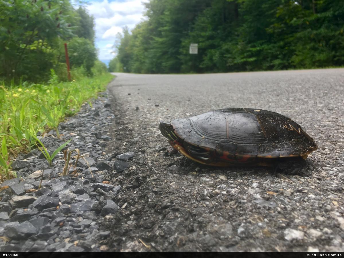 Eastern Painted Turtle