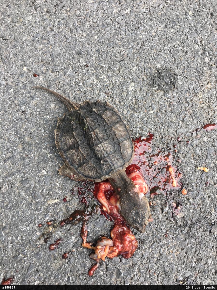 Snapping Turtle