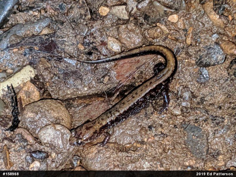 Allegheny Mountain Dusky Salamander