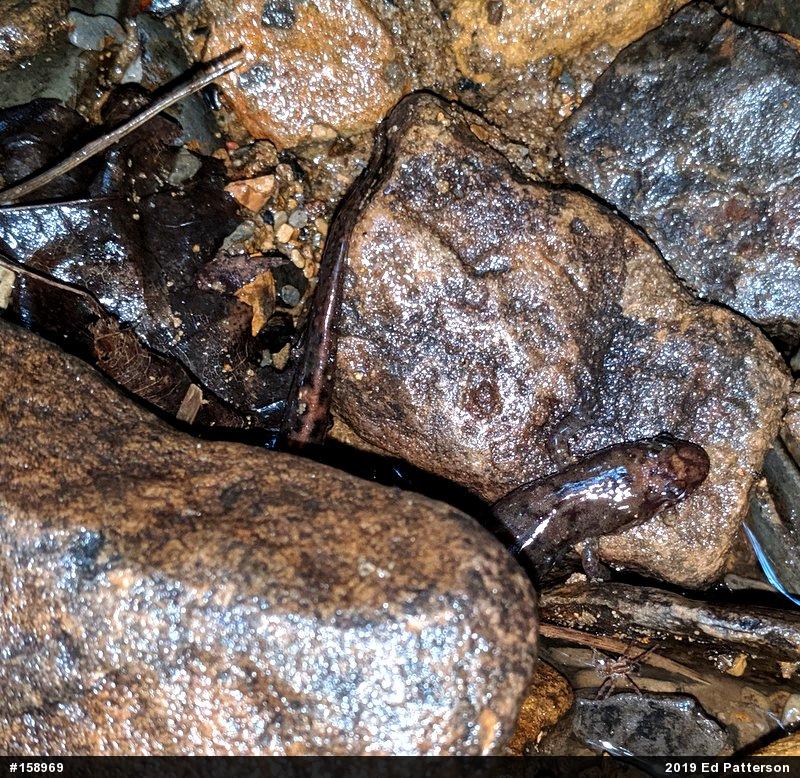Seal Salamander