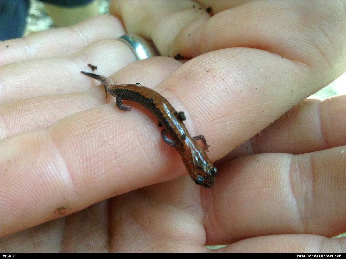 Eastern Red-backed  Salamander