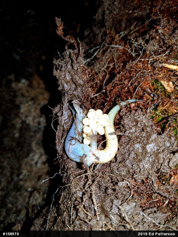 Northern Dusky Salamander