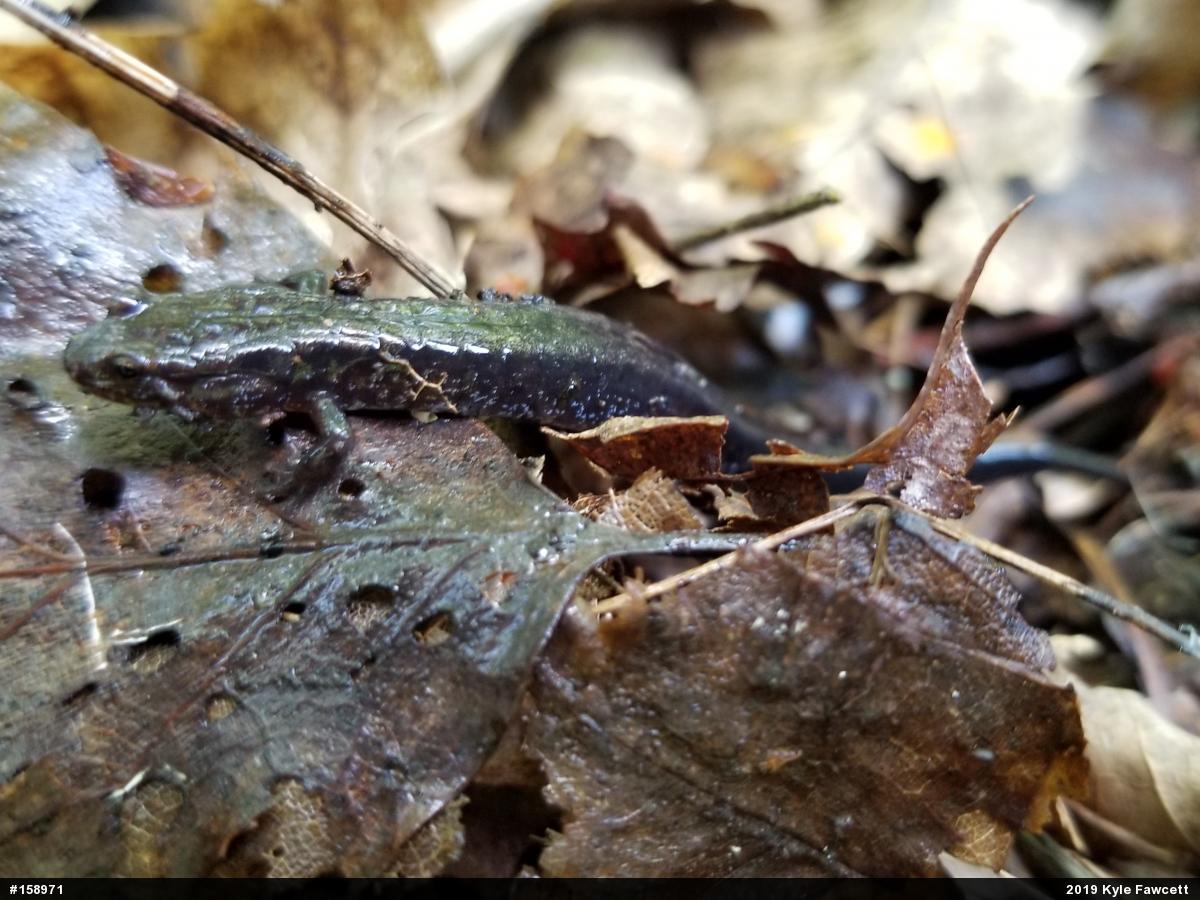 Allegheny Mountain Dusky Salamander