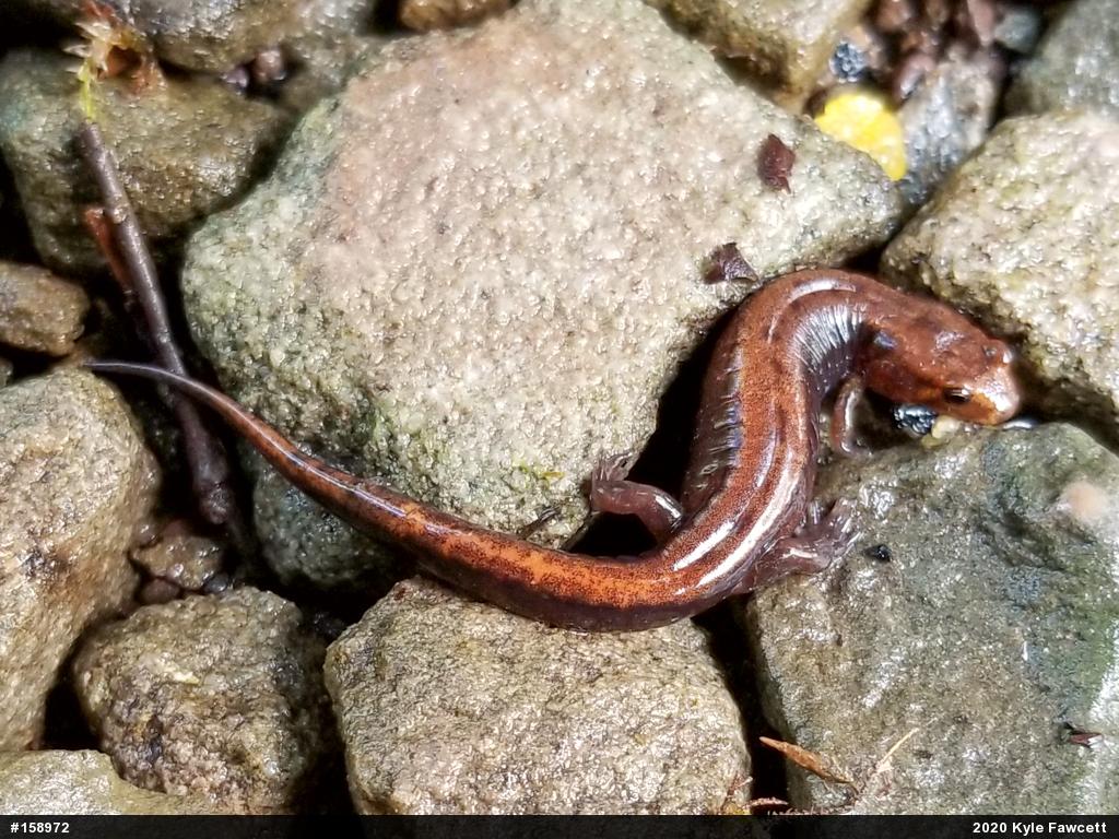 Allegheny Mountain Dusky Salamander