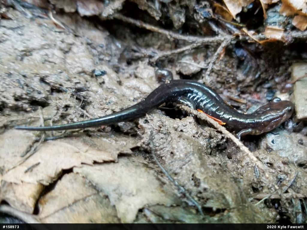 Allegheny Mountain Dusky Salamander