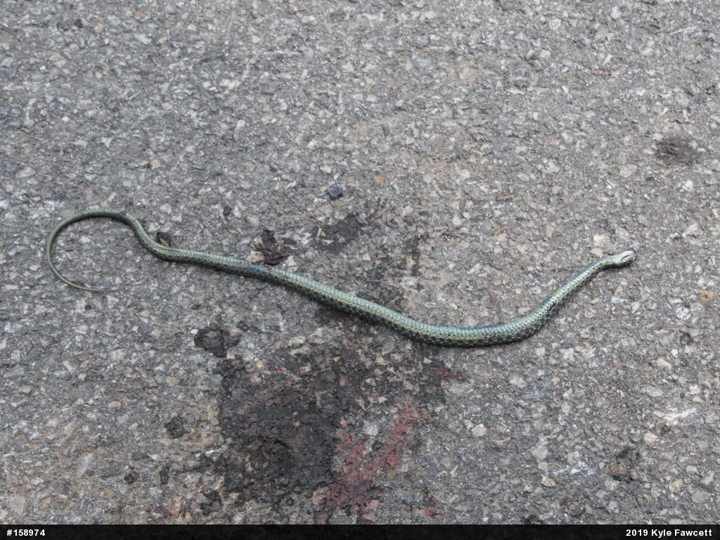 Eastern Gartersnake