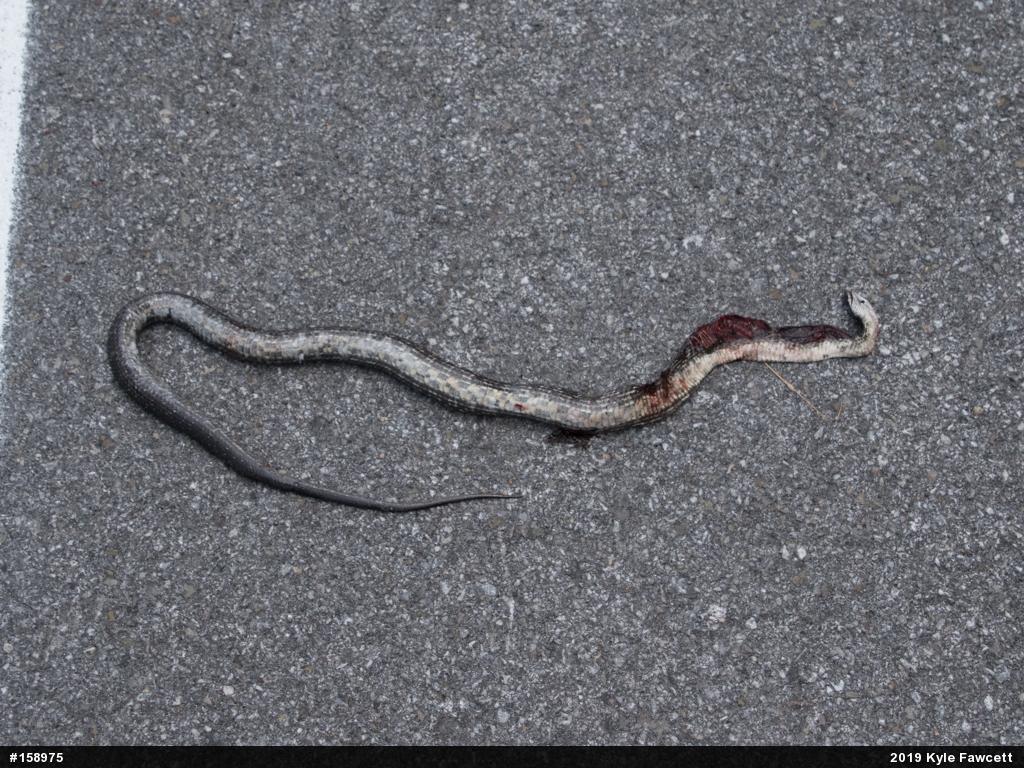 Eastern Ratsnake