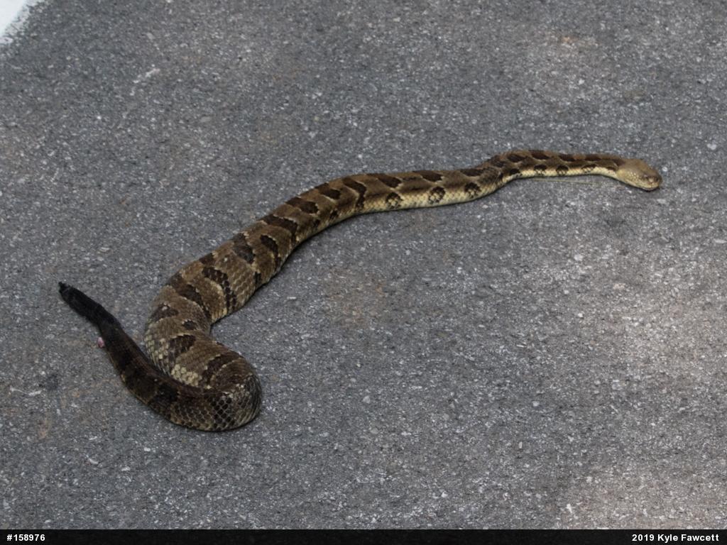 Timber Rattlesnake