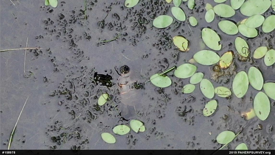 Painted Turtle