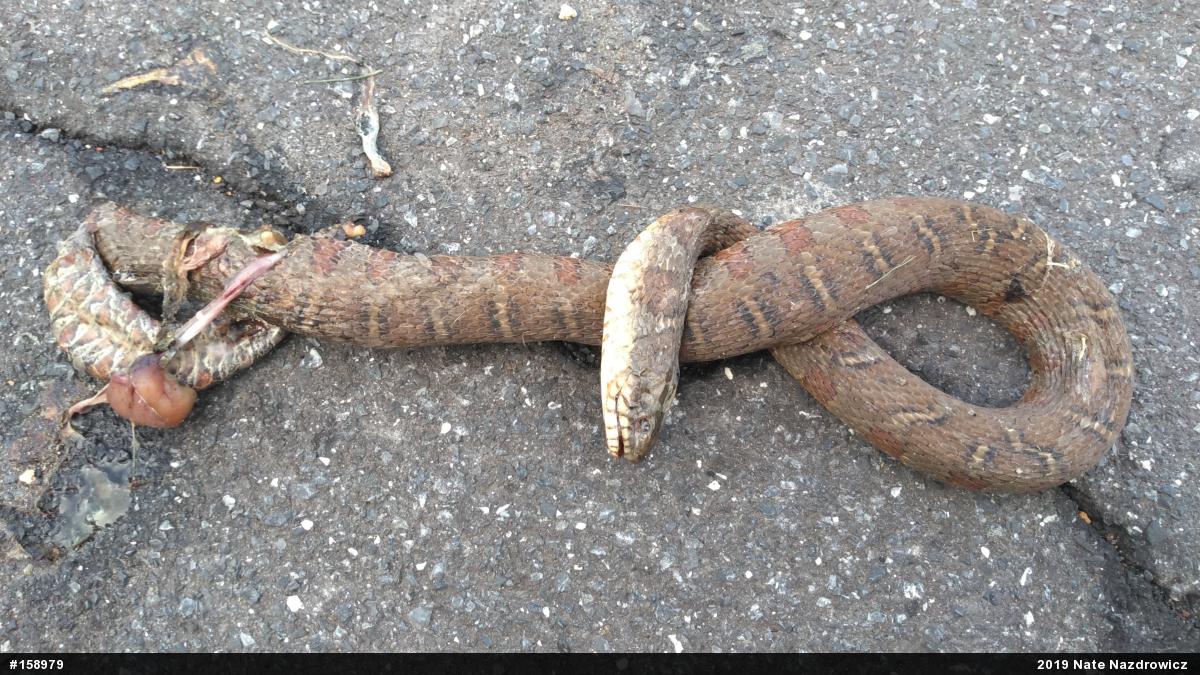 Northern Watersnake