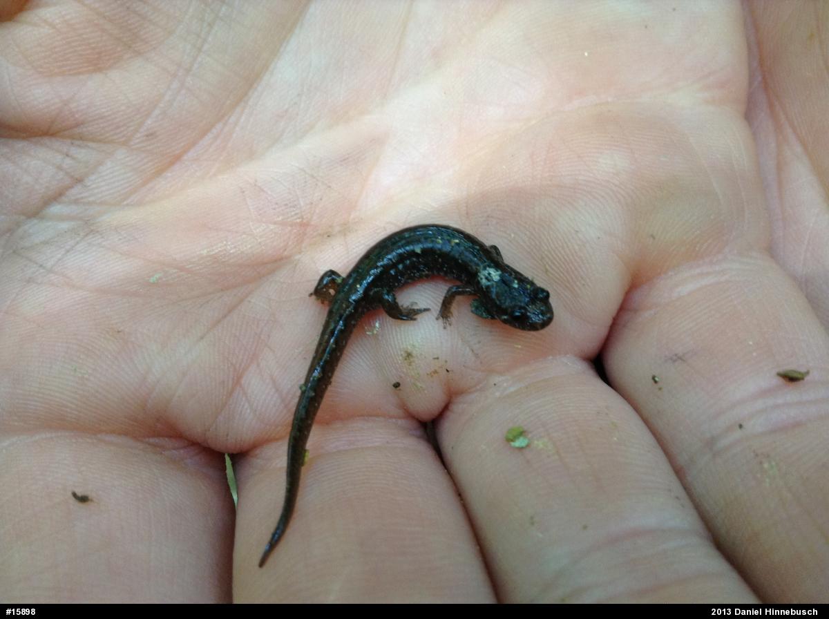 Northern Dusky Salamander