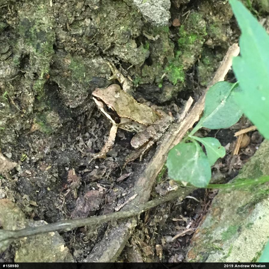 Wood Frog