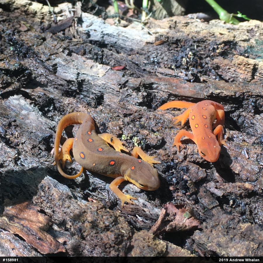 Red-spotted Newt