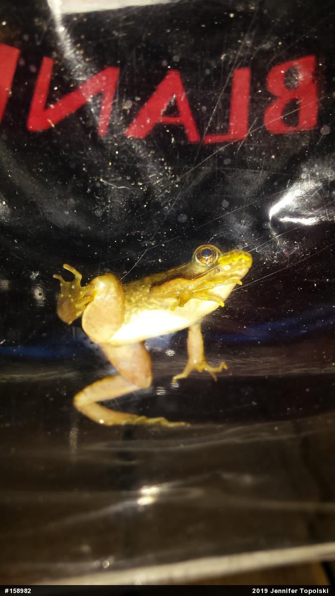 Green Frog