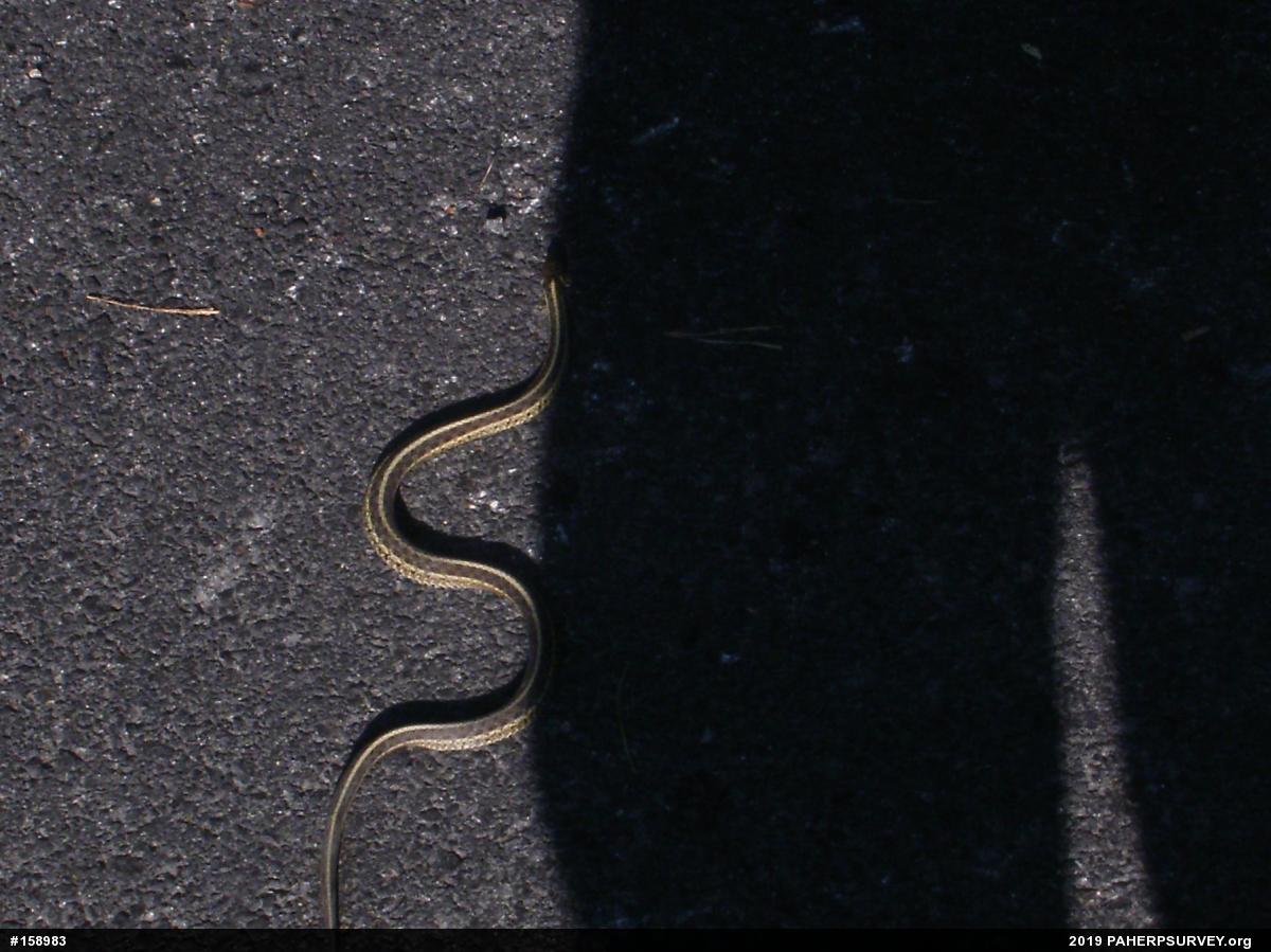 Eastern Gartersnake