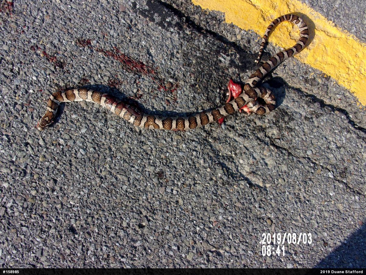 Eastern Milksnake